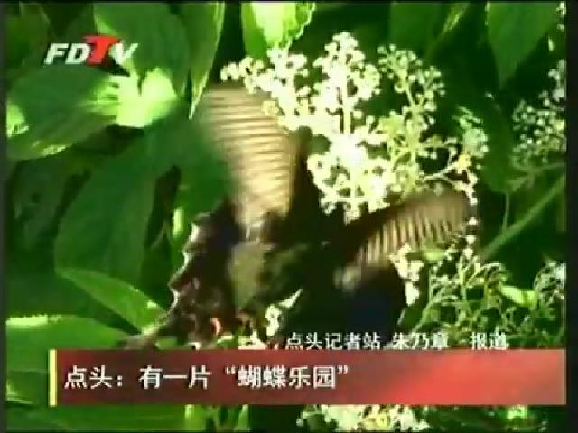 點(diǎn)頭：有一片“蝴蝶樂園”