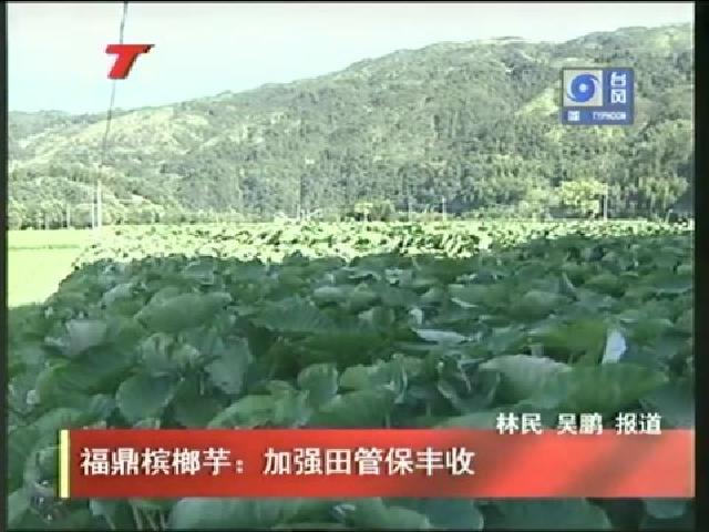 福鼎檳榔芋：加強田管保豐收