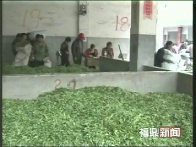 福鼎：秋茶農(nóng)殘指標檢驗情況良好