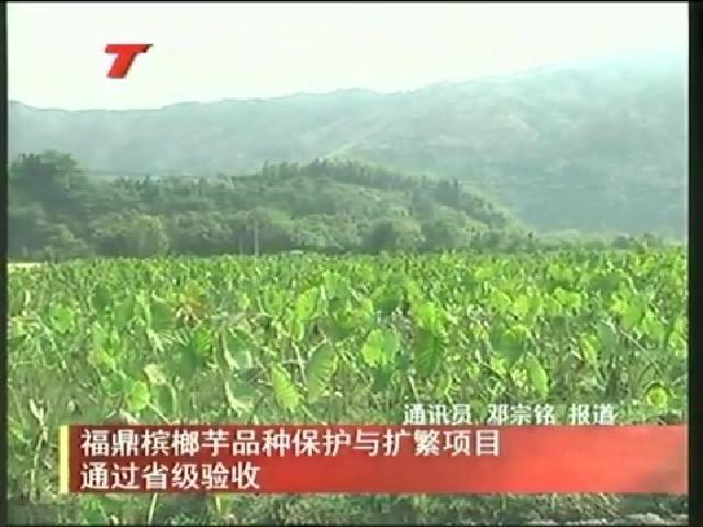 福鼎檳榔芋品種保護與擴繁項目通過省級驗收