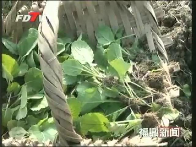 磻溪：冬種油菜1000畝