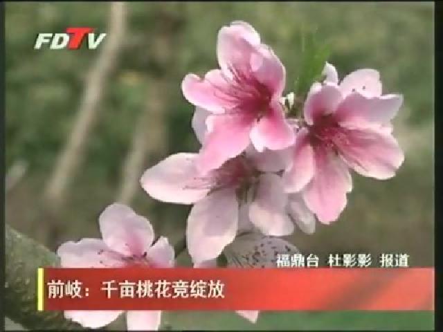 前岐：千畝桃花競綻放