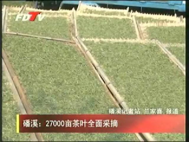 磻溪：27000畝茶葉全面采摘