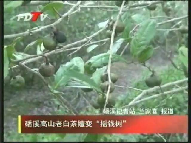 磻溪高山老白茶嬗變“搖錢樹”