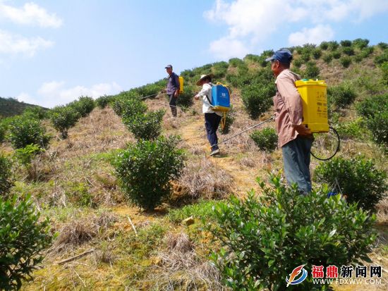 村民在給黃梔子噴灑藥水除蟲(chóng)害.jpg