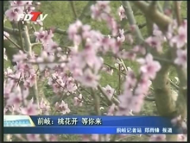 前岐：桃花開(kāi) 等你來(lái)