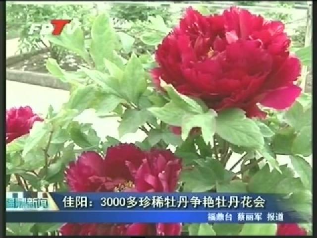 佳陽(yáng)：3000多珍稀牡丹爭(zhēng)艷牡丹花會(huì)