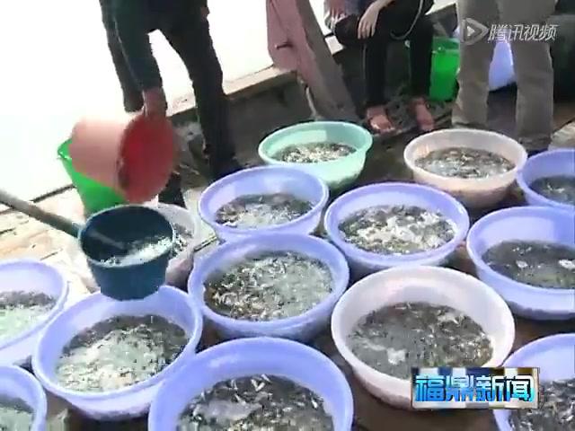 福鼎：增殖放流大黃魚苗580萬尾