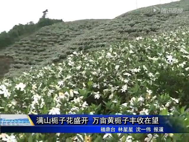 滿山梔子花盛開 萬畝黃梔子豐收在望