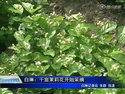 白琳：千畝茉莉花開始采摘