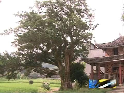 我市一株羅漢松入選“福建樹王”候選名單