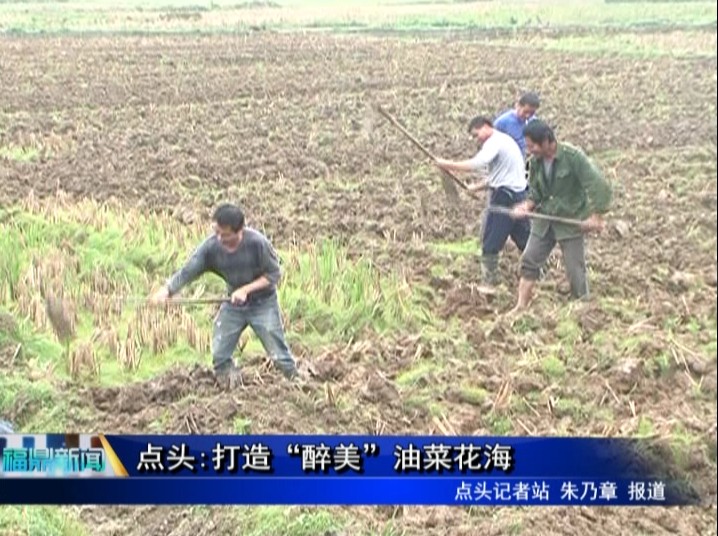 點(diǎn)頭:打造“醉美”油菜花海