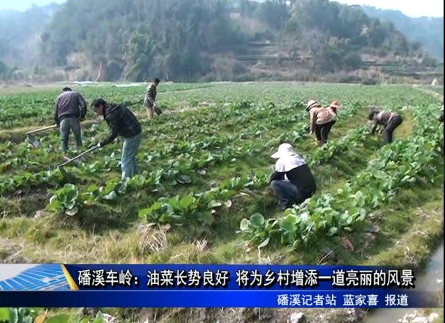 磻溪車嶺：油菜長勢良好 將為鄉(xiāng)村增添一道亮麗的風(fēng)景