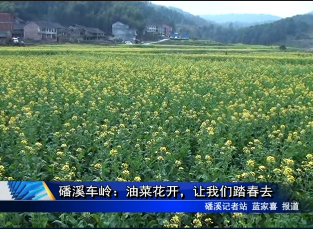 磻溪車嶺：油菜花開，讓我們踏春去