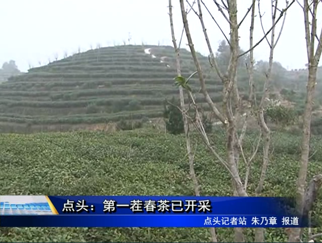 點頭：第一茬春茶已開采