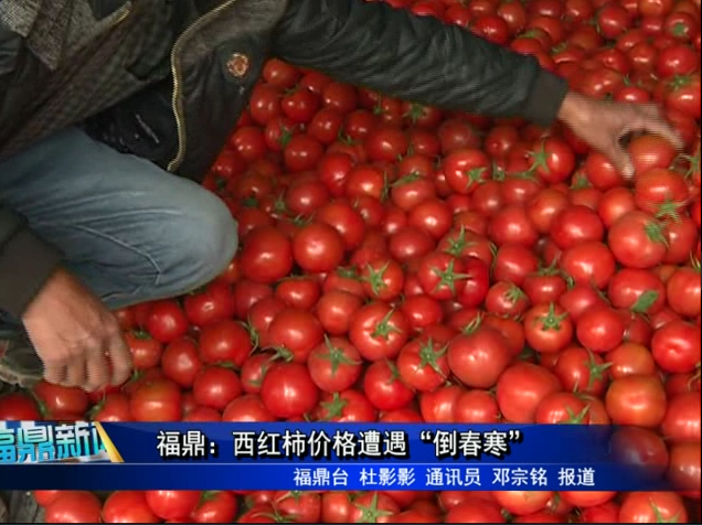 福鼎：西紅柿價格遭遇“倒春寒”