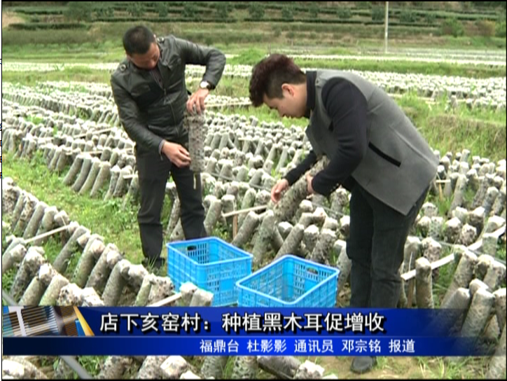 店下亥窯村：種植黑木耳促增收