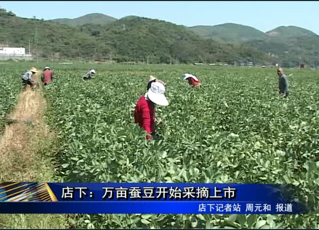 店下：萬畝蠶豆開始采摘上市