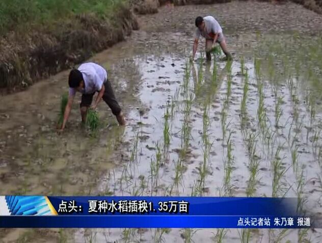 點頭：夏種水稻插秧1.35萬畝