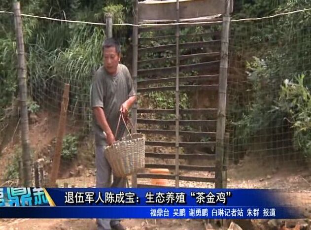 退伍軍人陳成寶：生態(tài)養(yǎng)殖“茶金雞