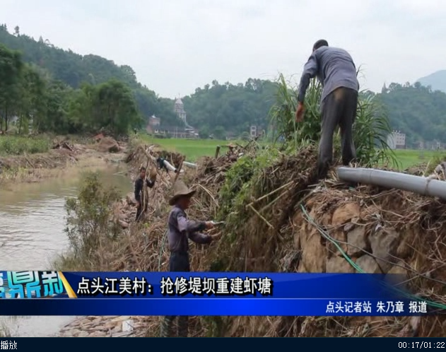 點(diǎn)頭江美村：搶修堤壩重建蝦塘