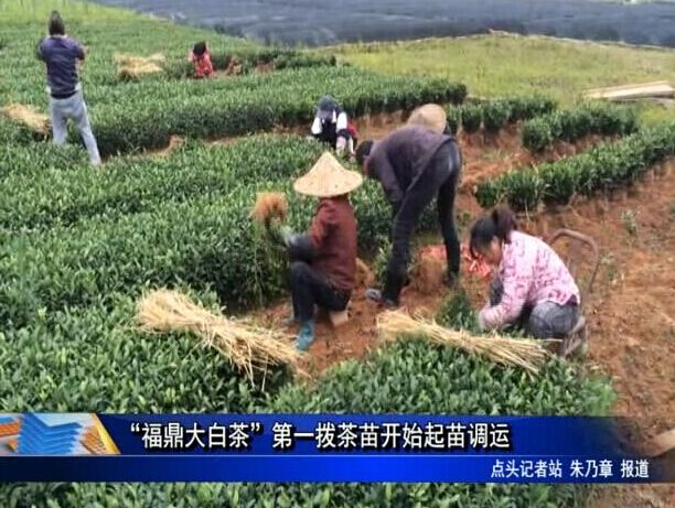 “福鼎大白茶”第一撥茶苗開始起苗調(diào)運(yùn)