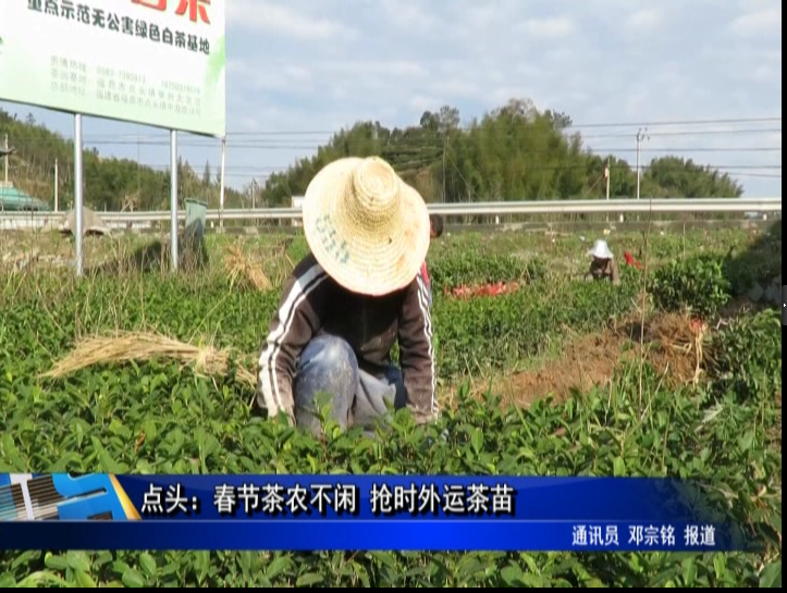 點頭：春節(jié)茶農(nóng)不閑 搶時外運茶苗