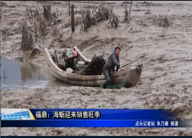 福鼎：海蠣迎來銷售旺季