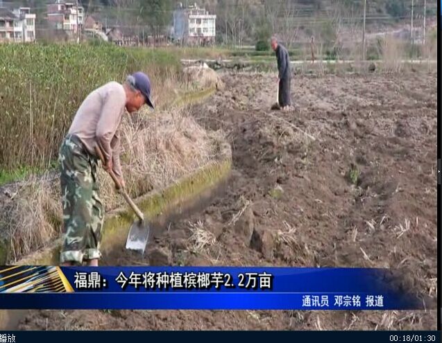 福鼎：今年將種植檳榔芋2.2萬畝