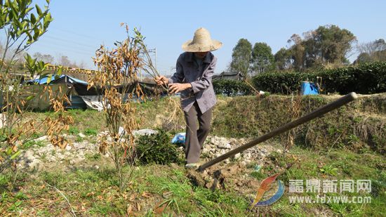 滯留地里瘋長(zhǎng)的梔子苗.JPG