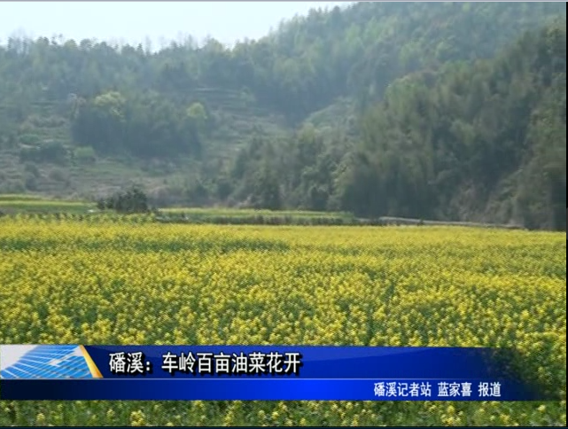 磻溪∶車嶺百畝油菜花開