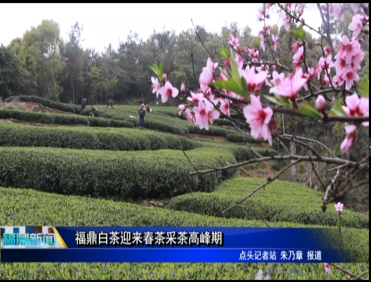 福鼎白茶迎來春茶采茶高峰期