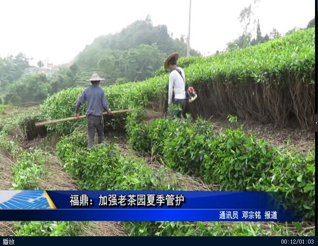 福鼎：加強老茶園夏季管護