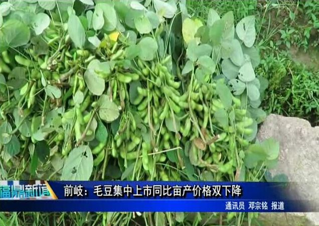 前岐：毛豆集中上市同比畝產價格雙下降