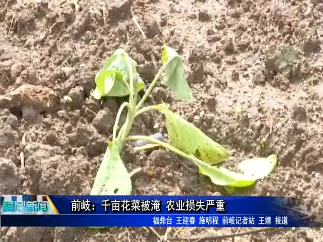 前岐：千畝花菜被淹 農(nóng)業(yè)損失嚴重