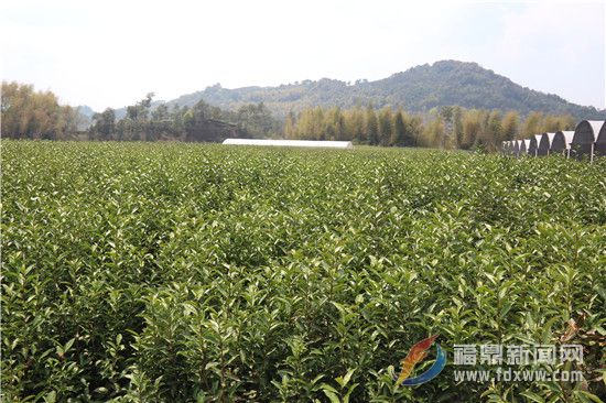 天豐源野生茶園(資料圖).jpg