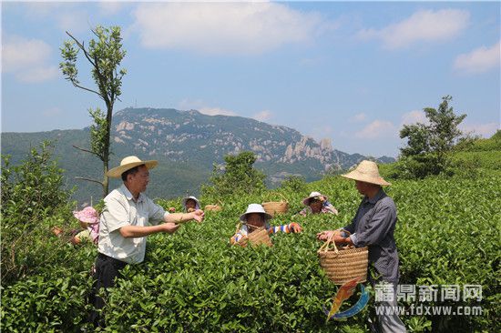 天湖茶業(yè)董事長林有希指導(dǎo)茶農(nóng)采摘茶葉（資料圖.jpg