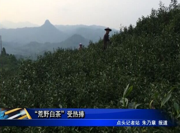 “荒野白茶”受熱捧