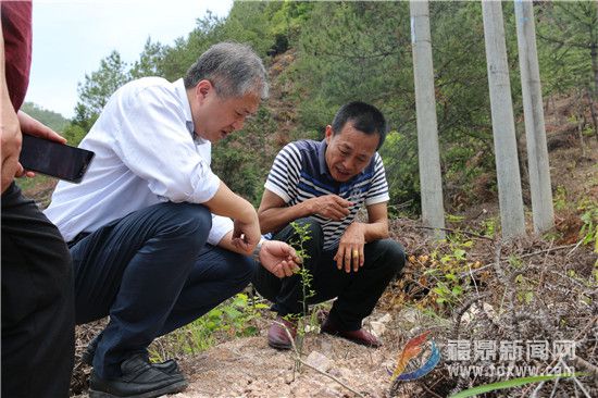 在管陽鎮(zhèn)褚樓村中藥材種植項目基地內(nèi)，蔡梅生詳細了解藥材的種類、種植情況。.jpg