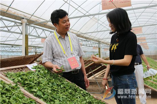 在六妙茶業(yè)，郭如盾詳細(xì)了解茶葉的生產(chǎn)流程、遇到的問題。.jpg