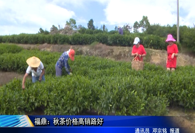 福鼎：秋茶價格高銷路好