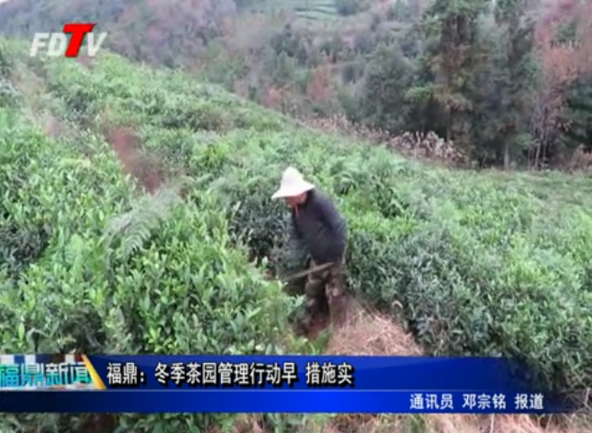 福鼎：冬季茶園管理行動早 措施實(shí)