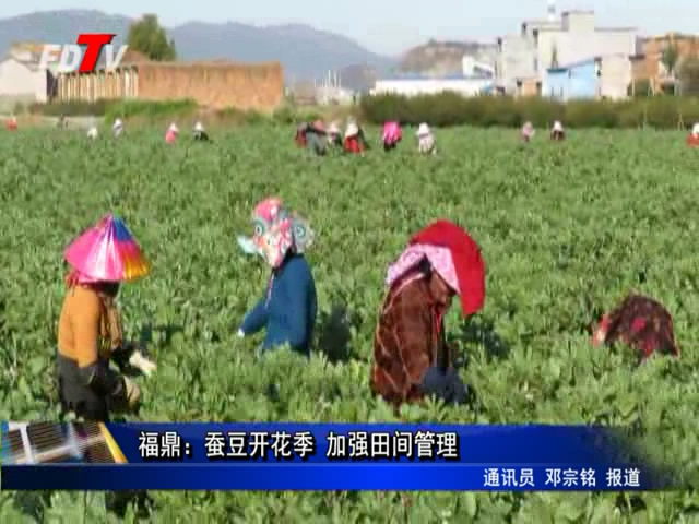 福鼎：蠶豆開花季 加強(qiáng)田間管理