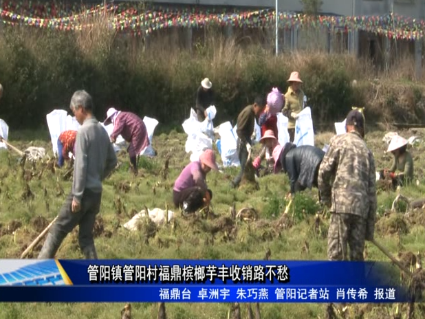 管陽(yáng)鎮(zhèn)管陽(yáng)村福鼎檳榔芋豐收銷路不愁