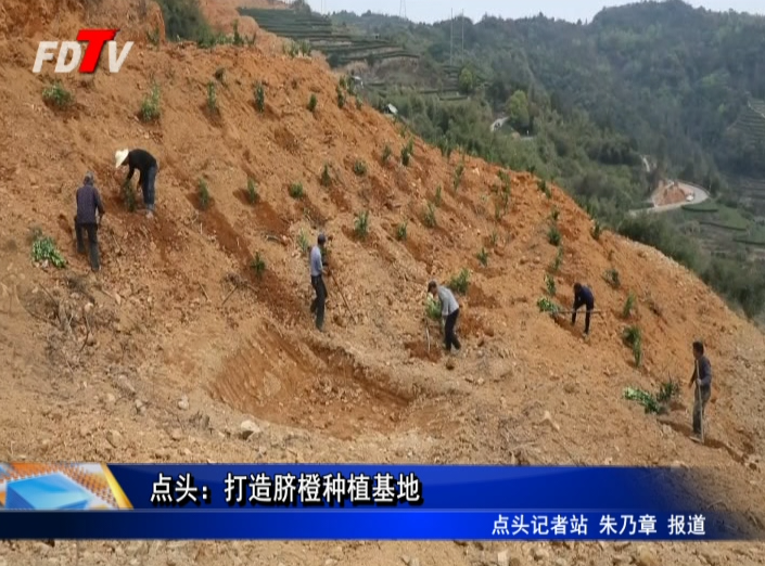 點頭：打造臍橙種植基地