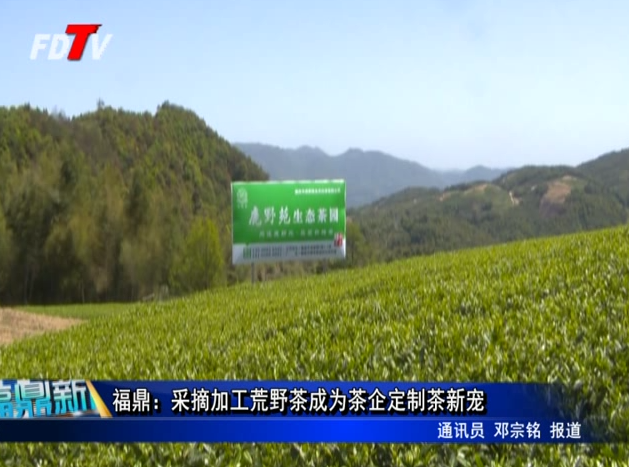 福鼎：采摘加工荒野茶成為茶企定制茶新寵