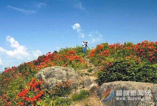 天坪山上， 十里杜鵑映山紅！