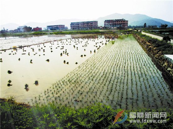 福鼎文化遺產的海絲印記之三十九——耕種水田