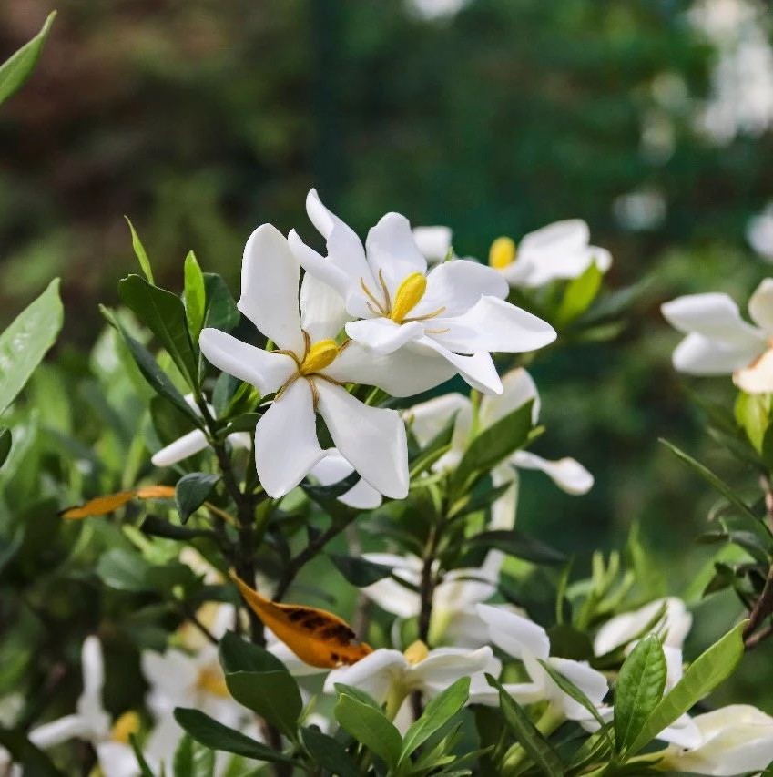 梔子花農(nóng)旅文化節(jié)來(lái)啦，繁花似錦，盛開(kāi)待君來(lái)！