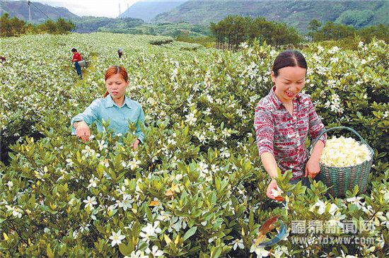 茗洋：梔子花開幸福來